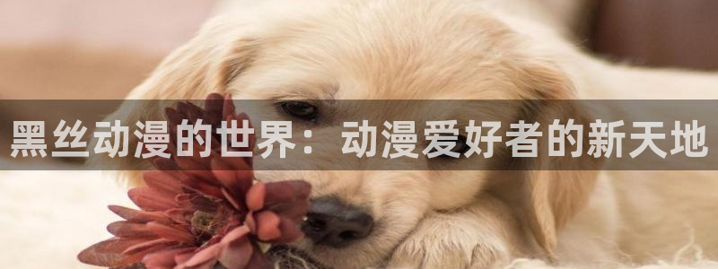 动漫之家 the